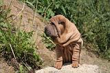 SHAR-PEI 886